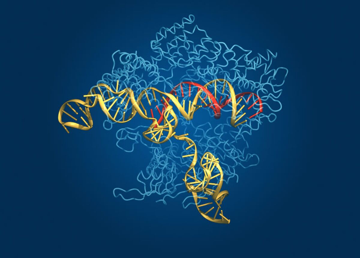 Scientists Have Created 'DNA Scissors' That Can Alter Your Genes, but ...