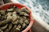 Harvesting At MiFarm Oysters Inc. As Governor Declares Virginia Oyster Capital Of East Coast