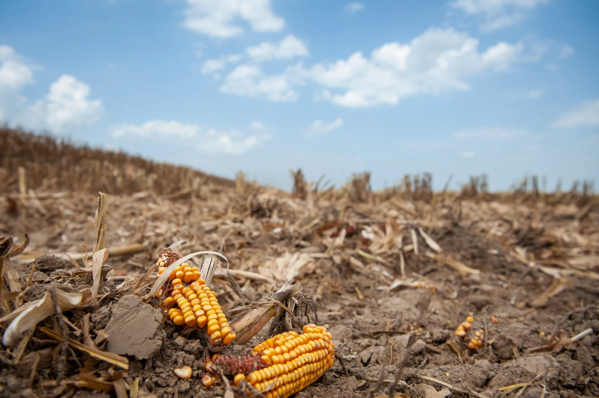 Corn remains on the ground during a harvest in Leland, Mississippi, US, on&nbsp;Aug. 16.&nbsp;