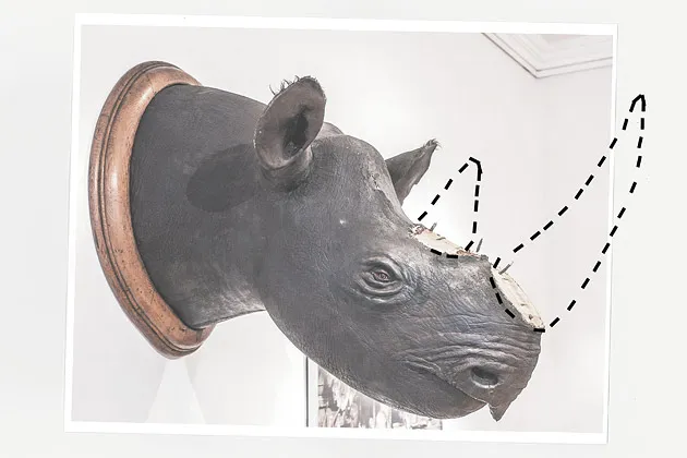 In 2012 thieves broke into the Museum im Ritterhaus in Offenburg, Germany, and stole a horn, part of an epidemic of taxidermy larceny