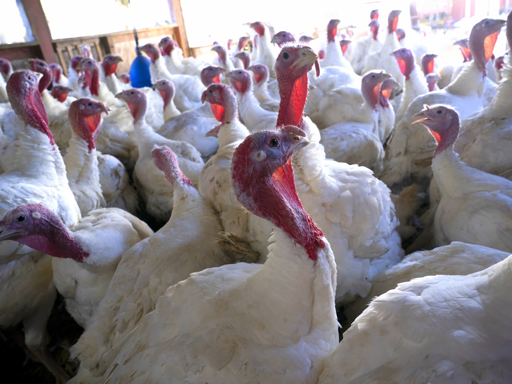 Whole Foods Market Introduces the Thanksgiving Turkey Protection Plan