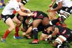 rugby sharks