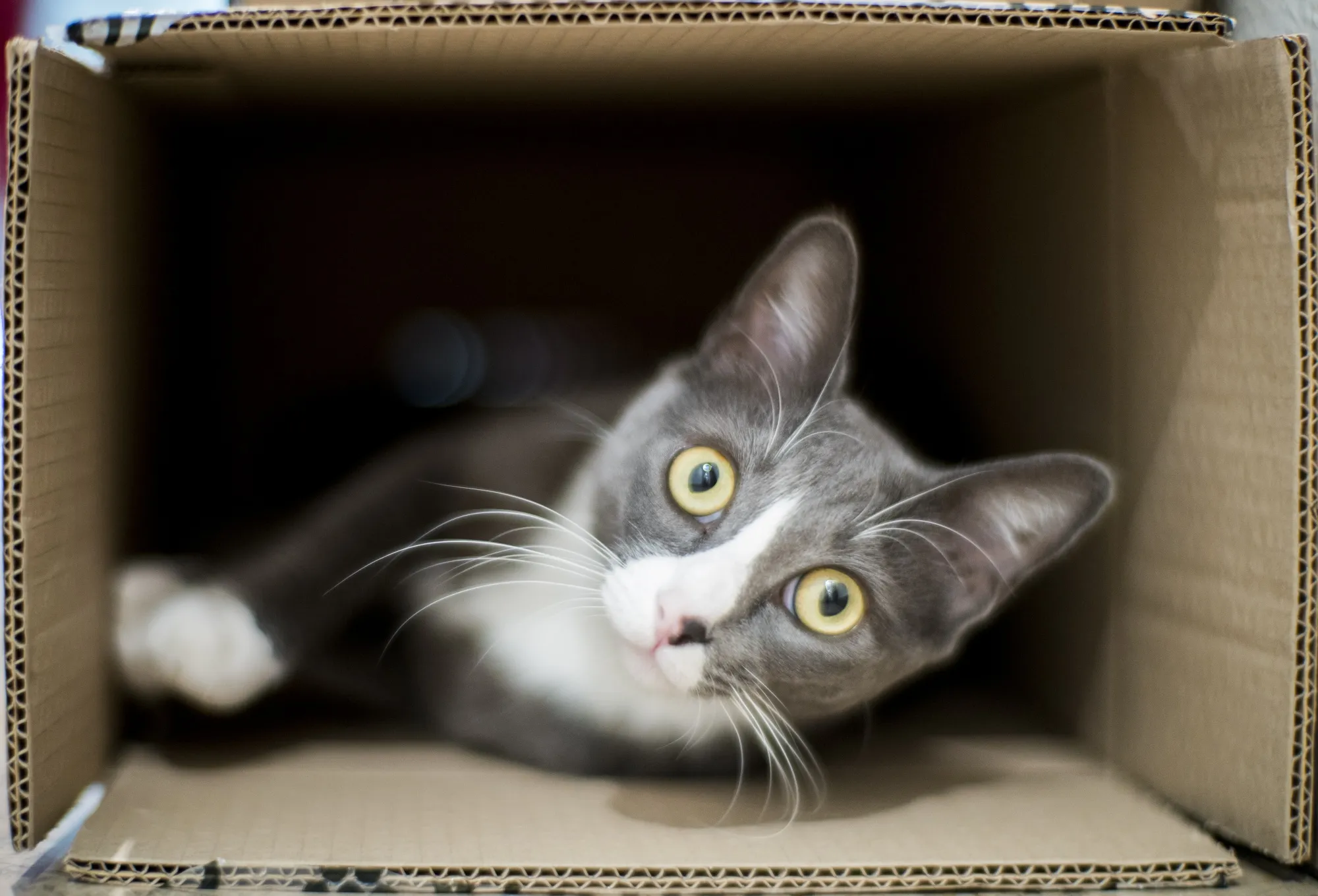 Schrödinger makes an appearance.