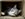 Cat inside a cardboard box.