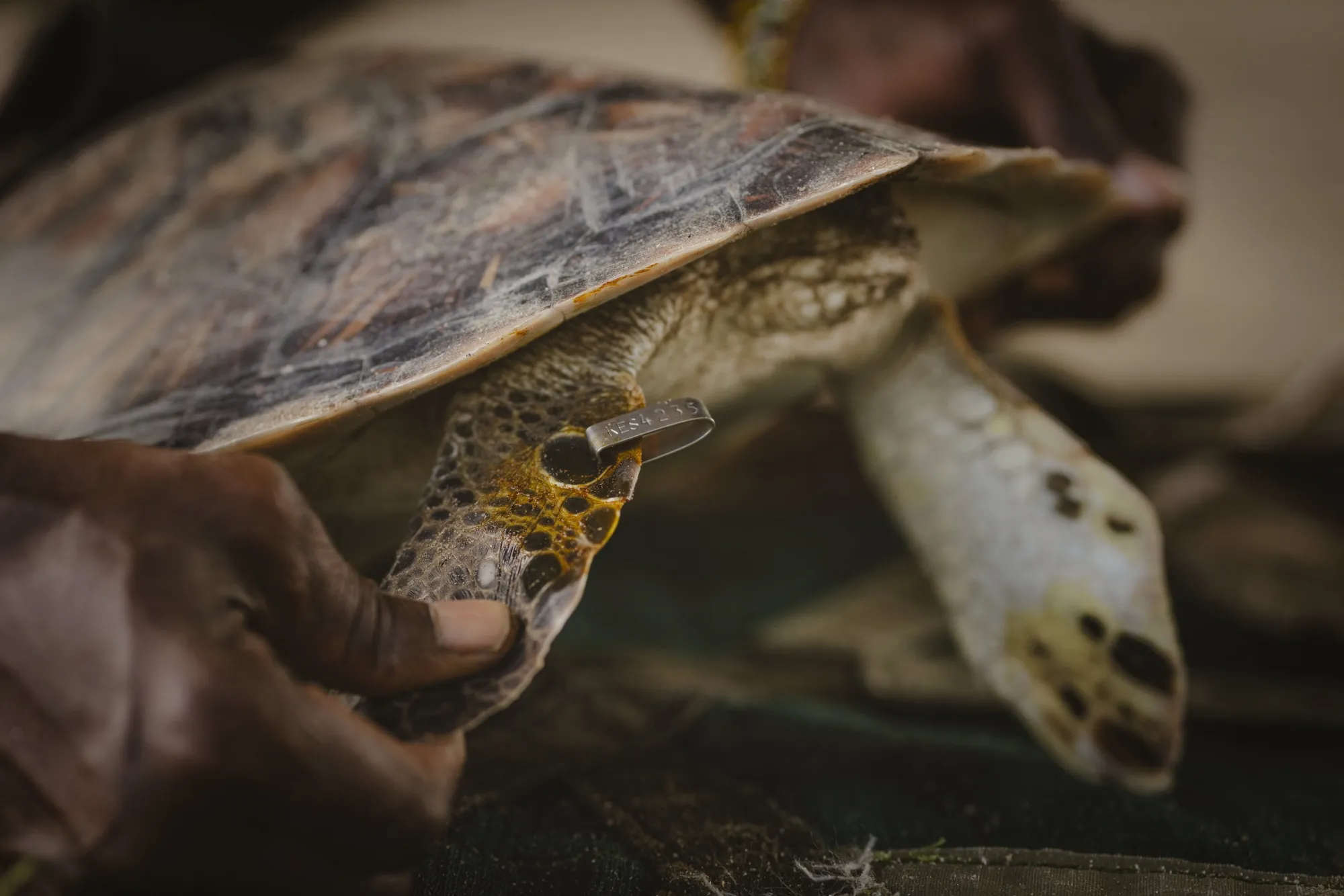 A member of the rescue team tags&nbsp;a young green sea turtle in Watamu, Kenya.