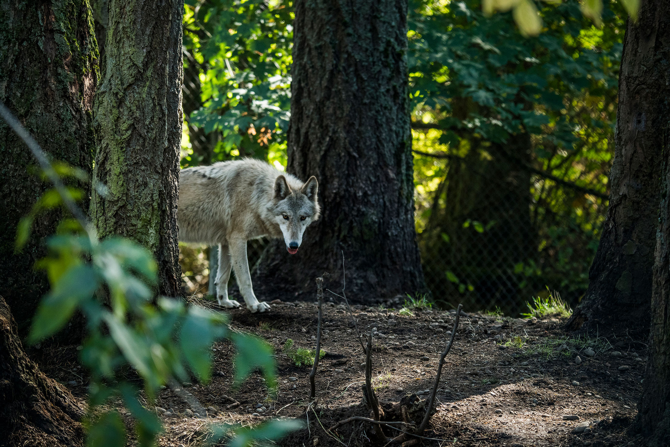 Stop The Senseless Killing Of Kettle River Range Wolves in Washington State