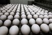 Poultry Farm Operates In California As Avian Flu Causes Egg Prices To Skyrocket