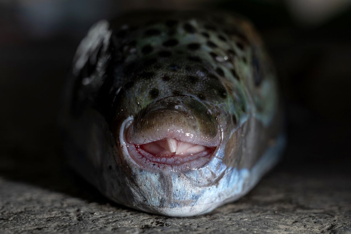Griechenland zahlt Fangprämie gegen hochgiftigen invasiven Kugelfisch