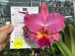 The American Orchid Society recognized Blc Melania Trump ‘First Lady’ with a flower quality award on May 19, 2018. This plant was given a Highly Commended Certificate or HCC/AOS and joins the hybrids of other First Ladies to be awarded including those of Betty Ford, Nancy Reagan, Hillary Clinton, and Laura Bush.