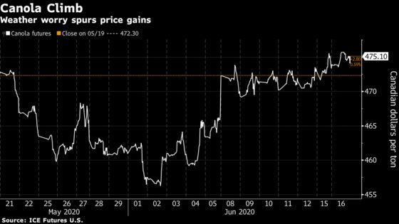 Wild Weather Boosts Canola Futures as Drought, Hail Pummel Crop