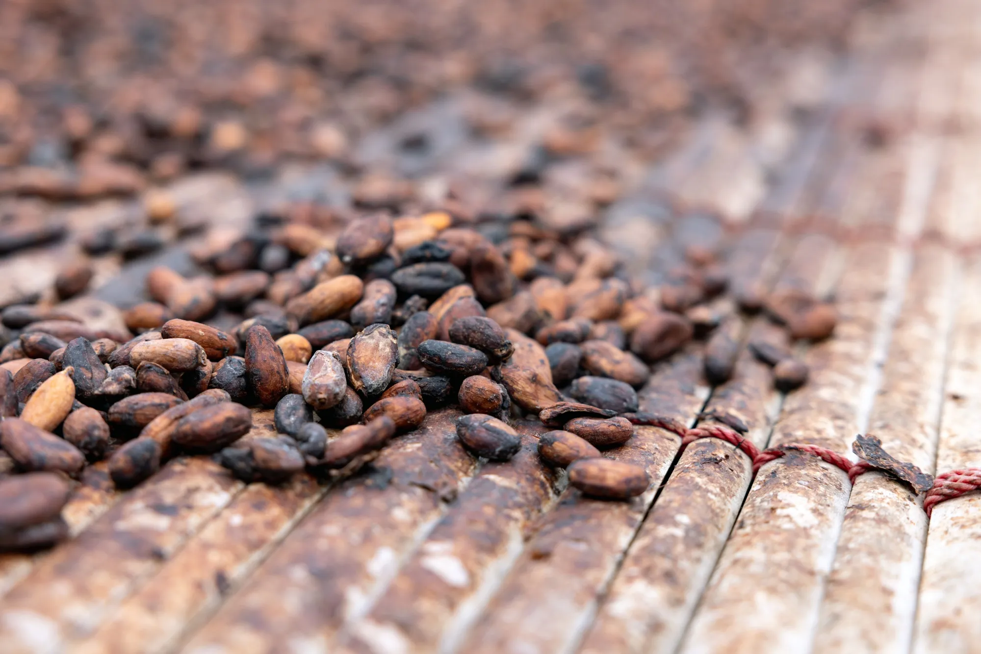 Cocoa beans dry at a&nbsp;farm in Kwabeng, Ghana.