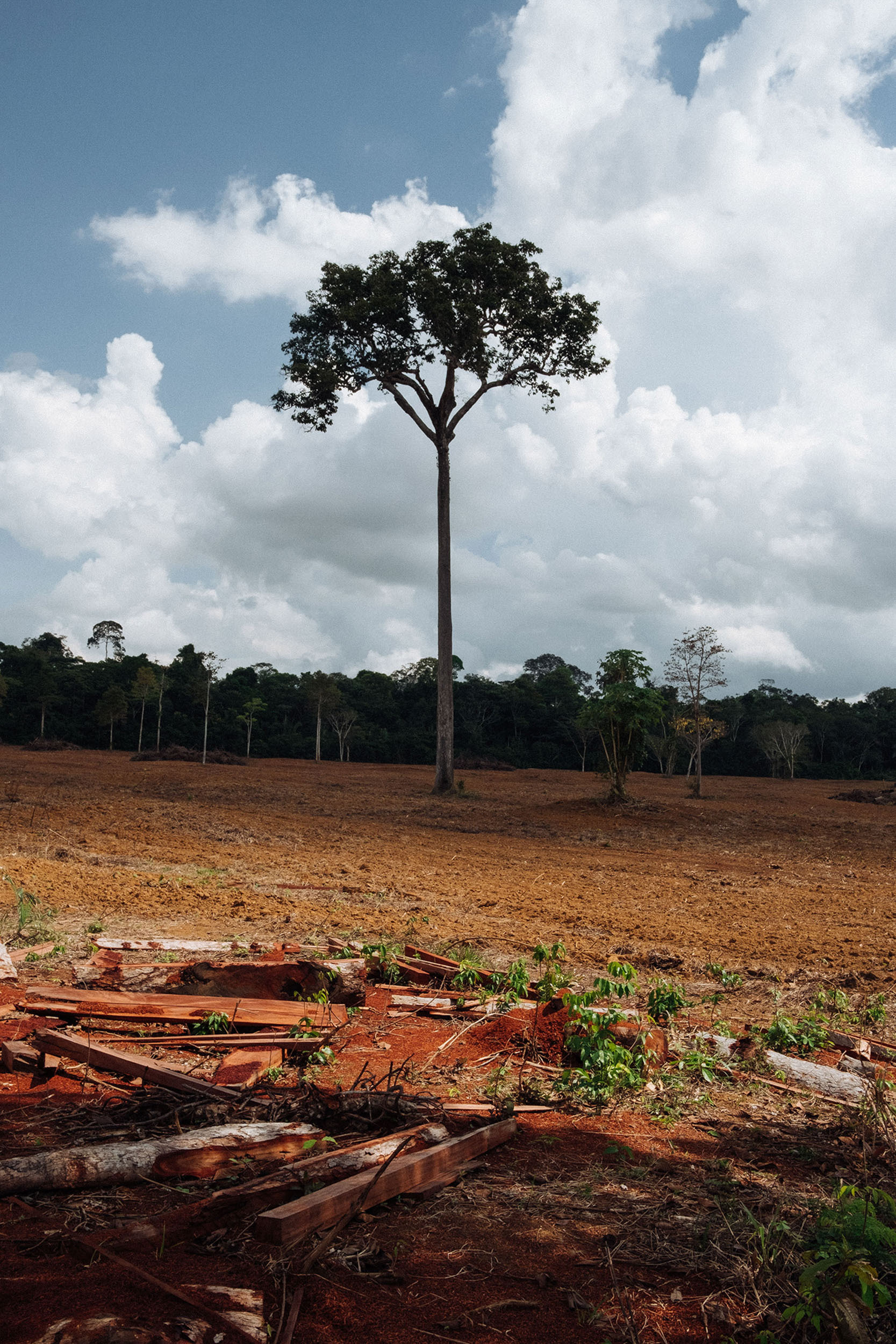 Will the Amazon Rainforest Survive? Climate Under Threat in