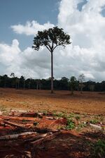 Former jungle in Rondônia state.