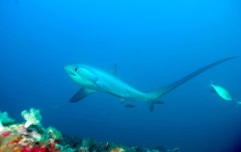 Thresher Shark