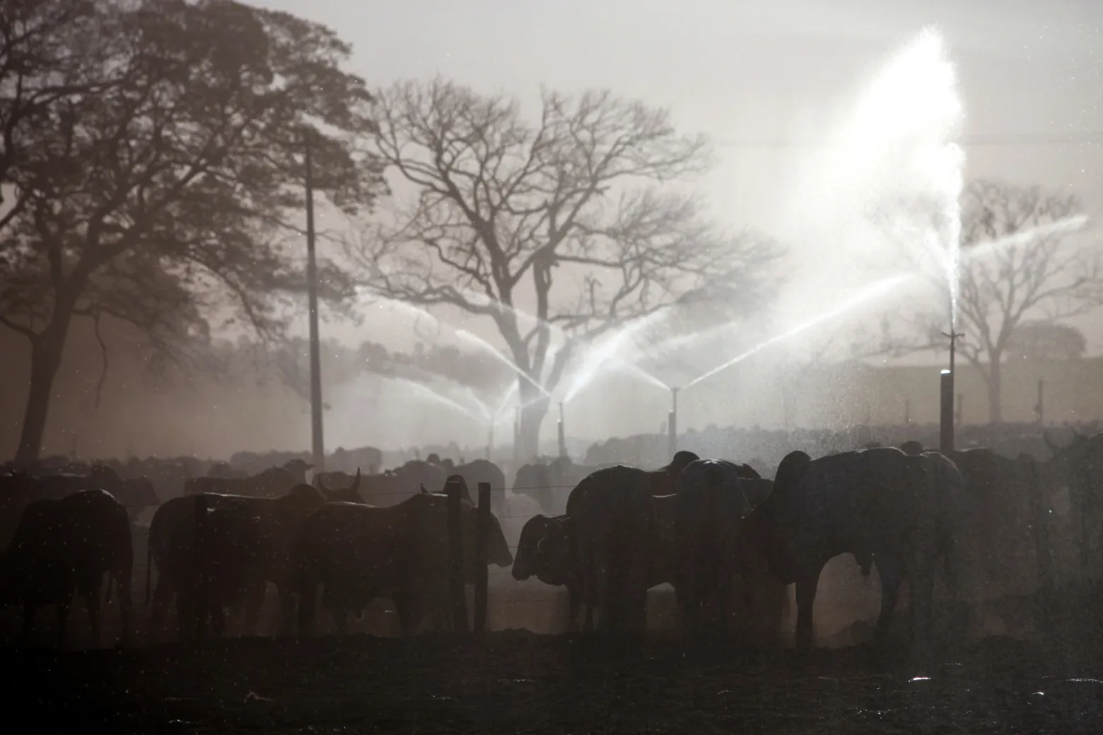 Historically, slave labor in Brazil’s livestock industry has often been tied to this burning of land rather than cattle-rearing itself.