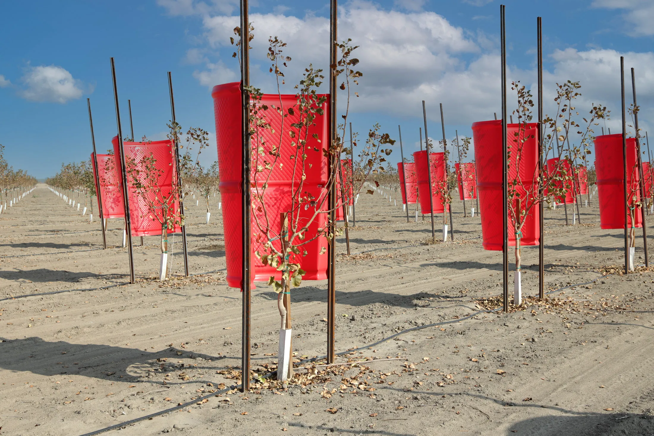 Opti-Harvest’s colored polymer tubes, panels&nbsp;and cones are placed on, above&nbsp;or around trees or other crops to increase photosynthesis, according to the company.