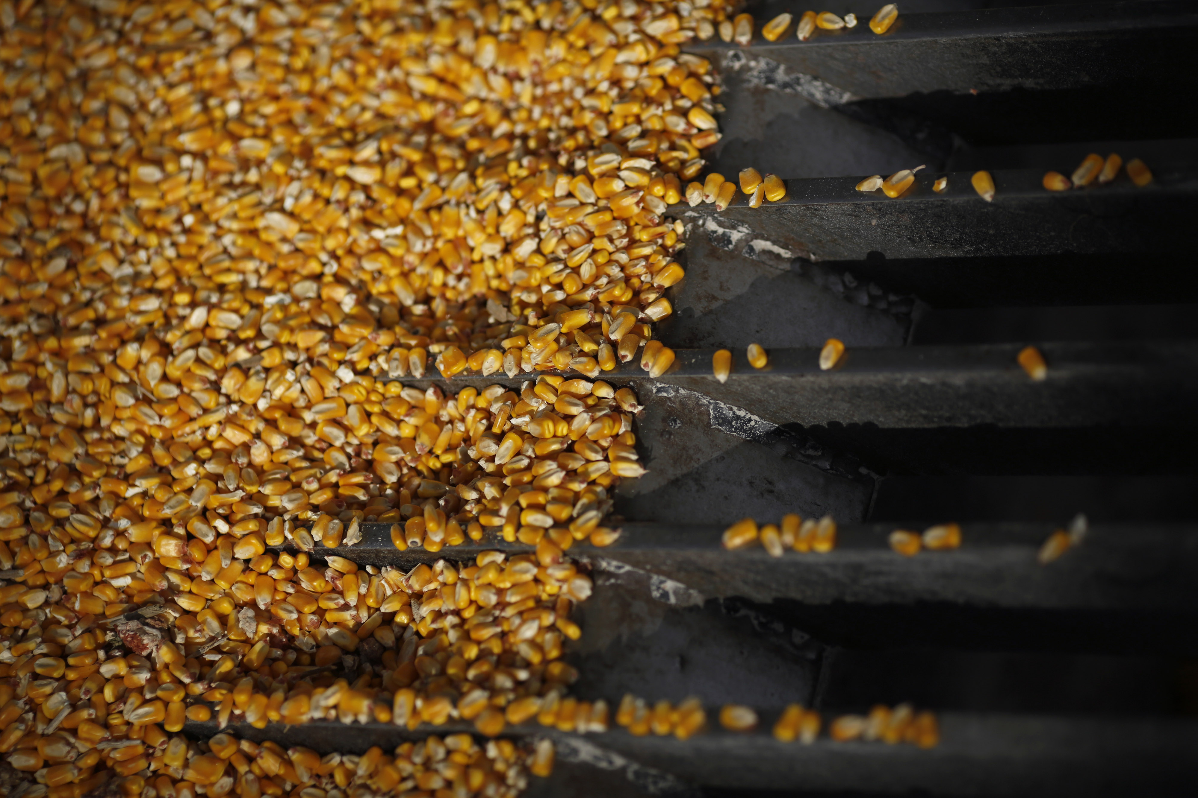 U.S. Corn Sales To Western Neighbors Seen Tempering Price Rout
