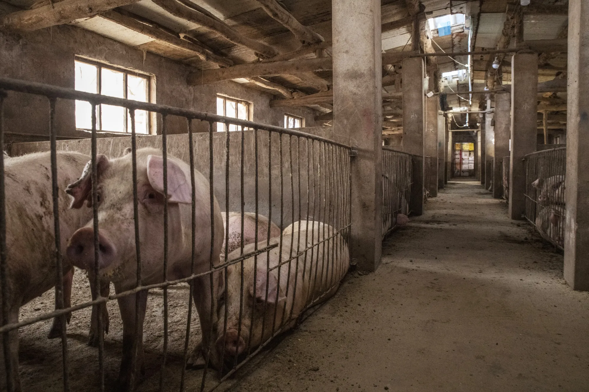 Swine Farming And Pork Retail As Flu Hamper's China's Pig Industry