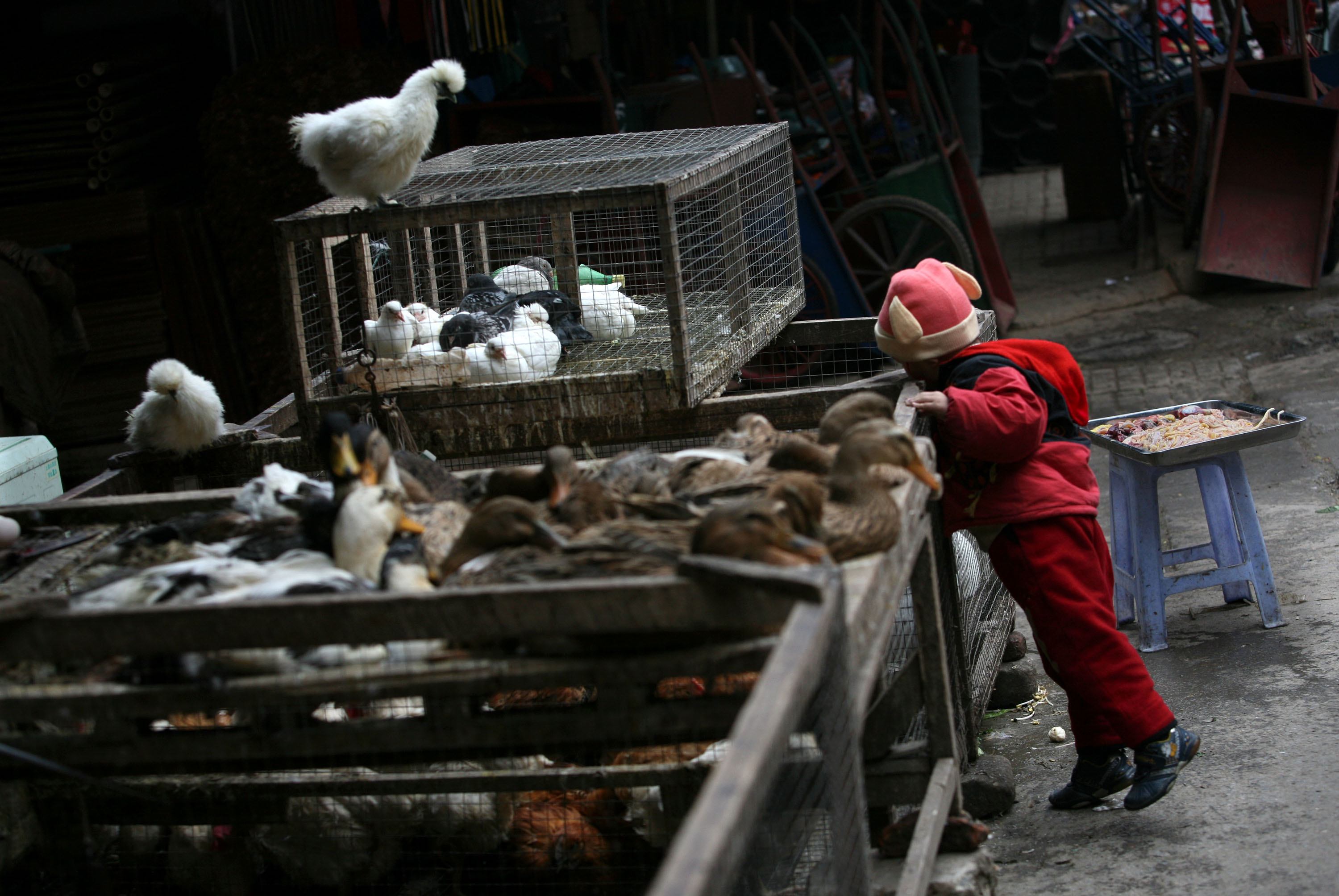 China Fresh Meat Lovers Lament Death of Live Poultry Markets Bloomberg