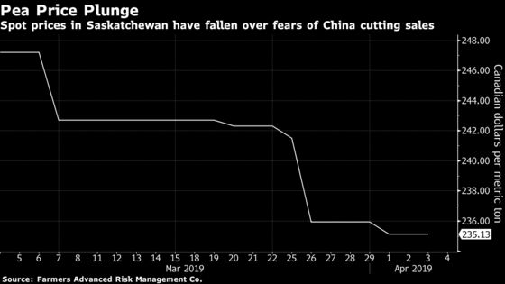 China Canola Spat Spurs ‘Fear Factor’ Drop in Canadian Pea Prices