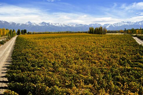 Bodega Catena Zapata, one of the pioneers in the Gualtallary zone of the Uco Valley, planted the Adrianna Vineyard at nearly 5,000 feet elevation.