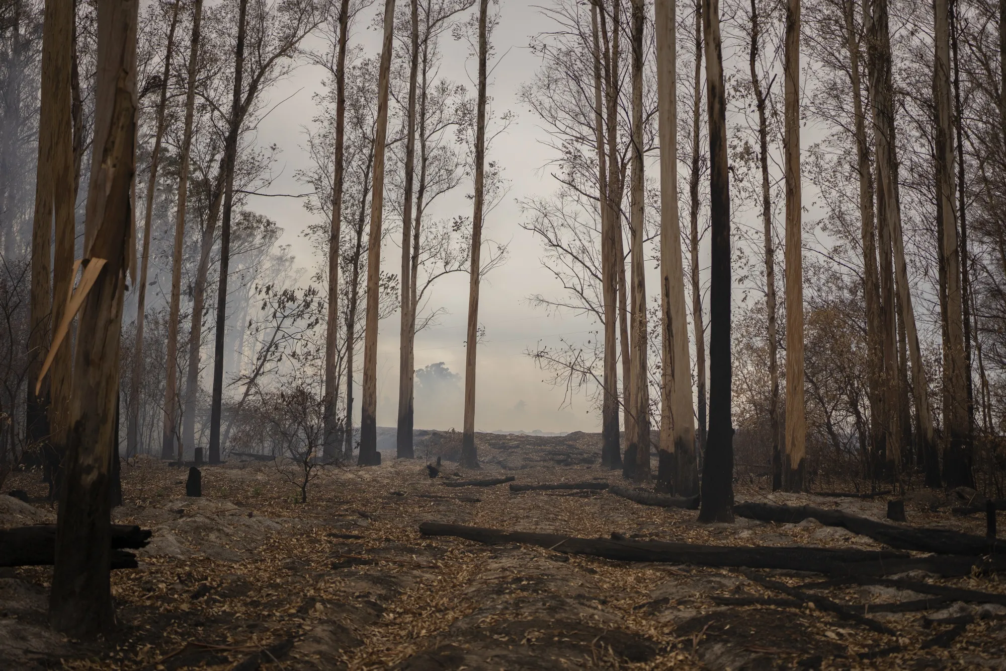 A eucalyptus and pine forest burned by wildfires in Argentina.