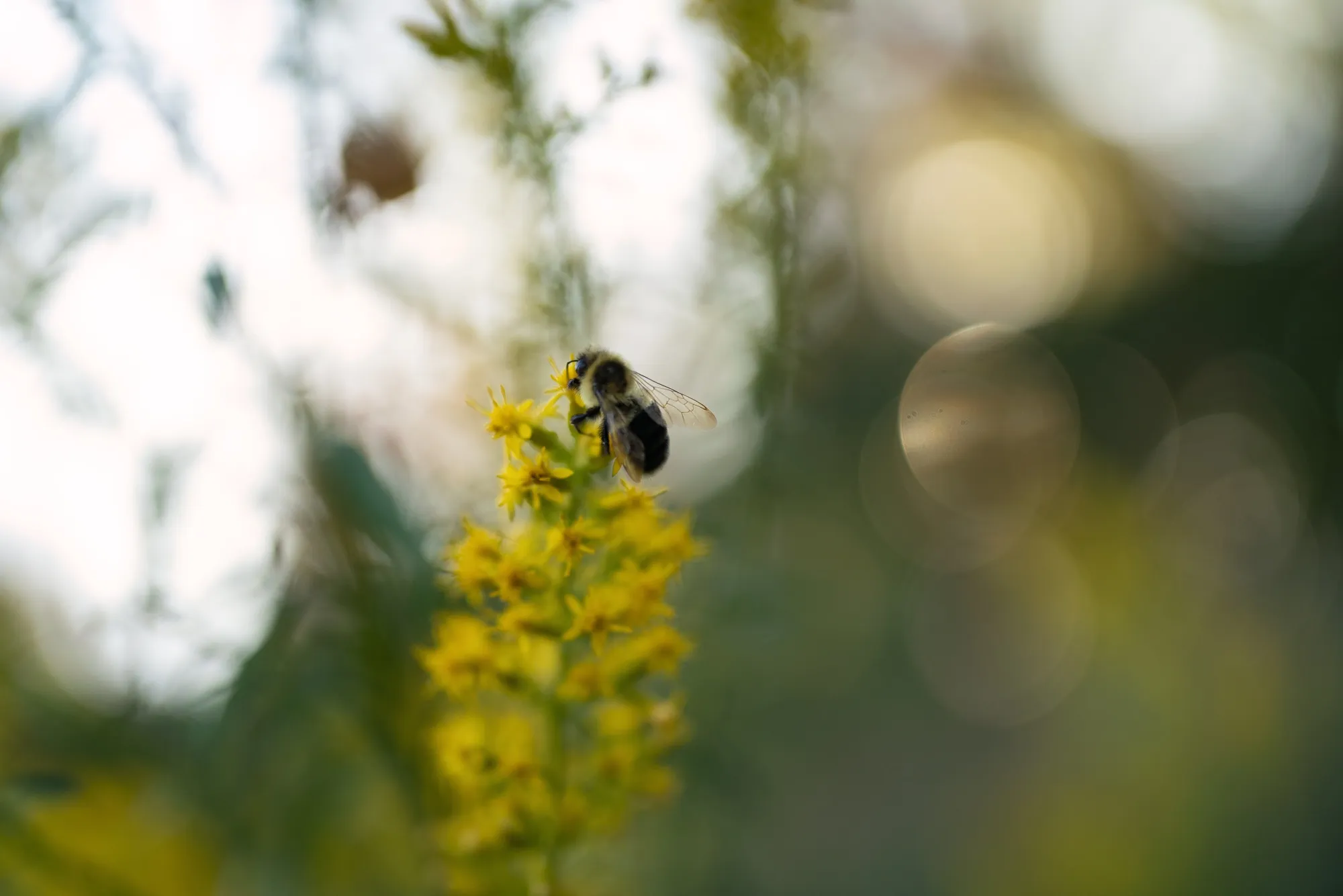 The Minnesota Mayor Making Space for Monarch Butterflies