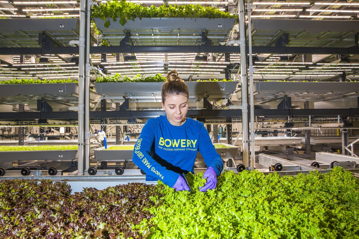At This High-Tech Farm, The Boss Is An AI-Powered Algorithm