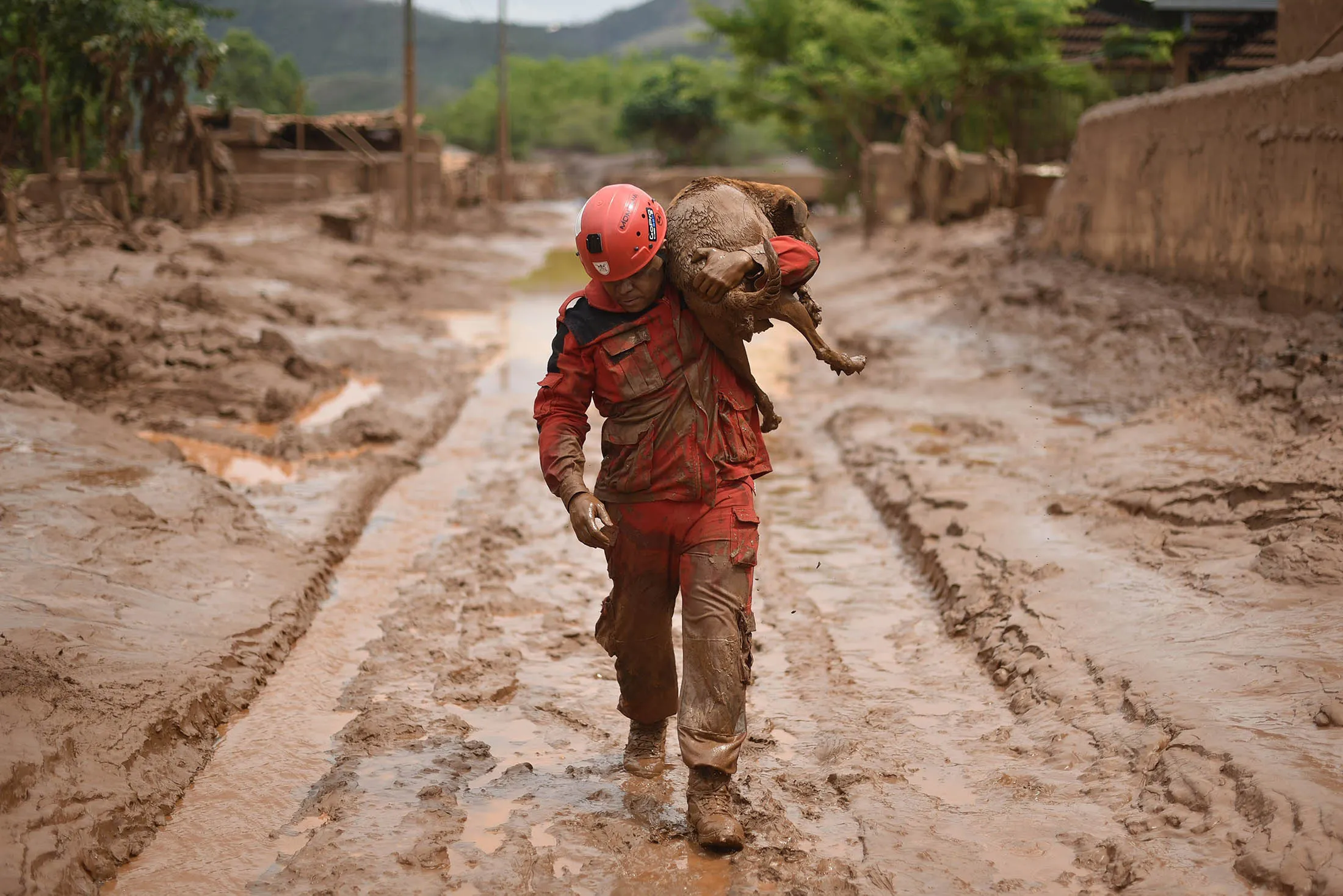 A fireman rescues a dog in Paracatu de Baixo, Minas Gerais, Brazil in November 2015.
