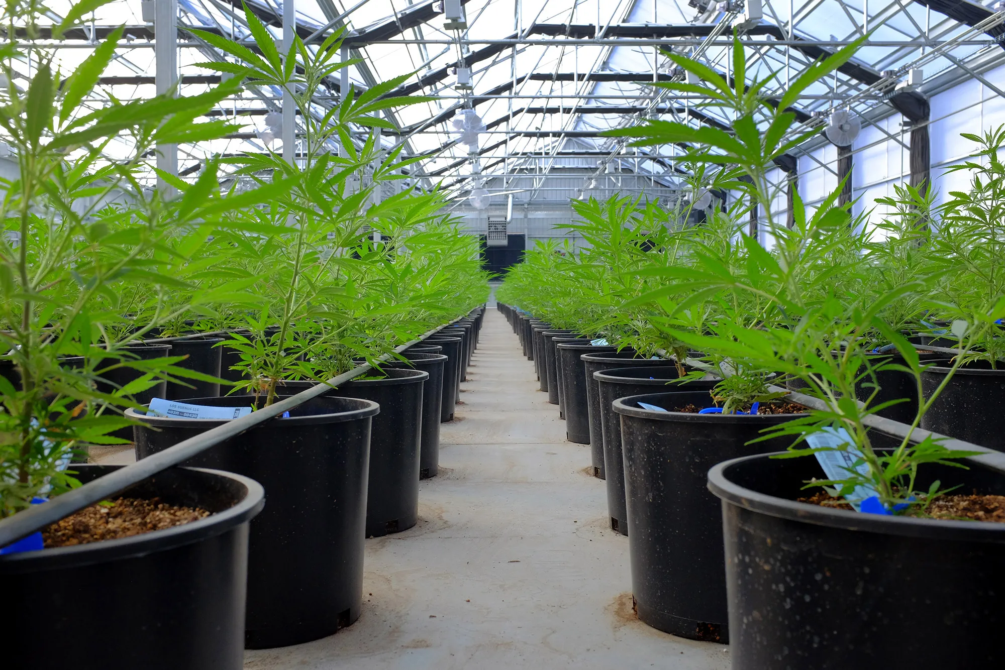 Marijuana plants grow in a greenhouse.
