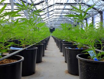 relates to Canadian Pot Firm Sundial Growers Follows Tilray's Path With IPO