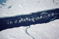 Aerial view of Narwhals (Monodon monoceros), in ice break