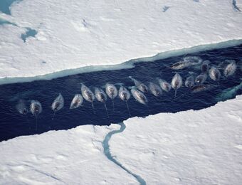 relates to Climate Change Is Causing Narwhals to Change Migration Patterns