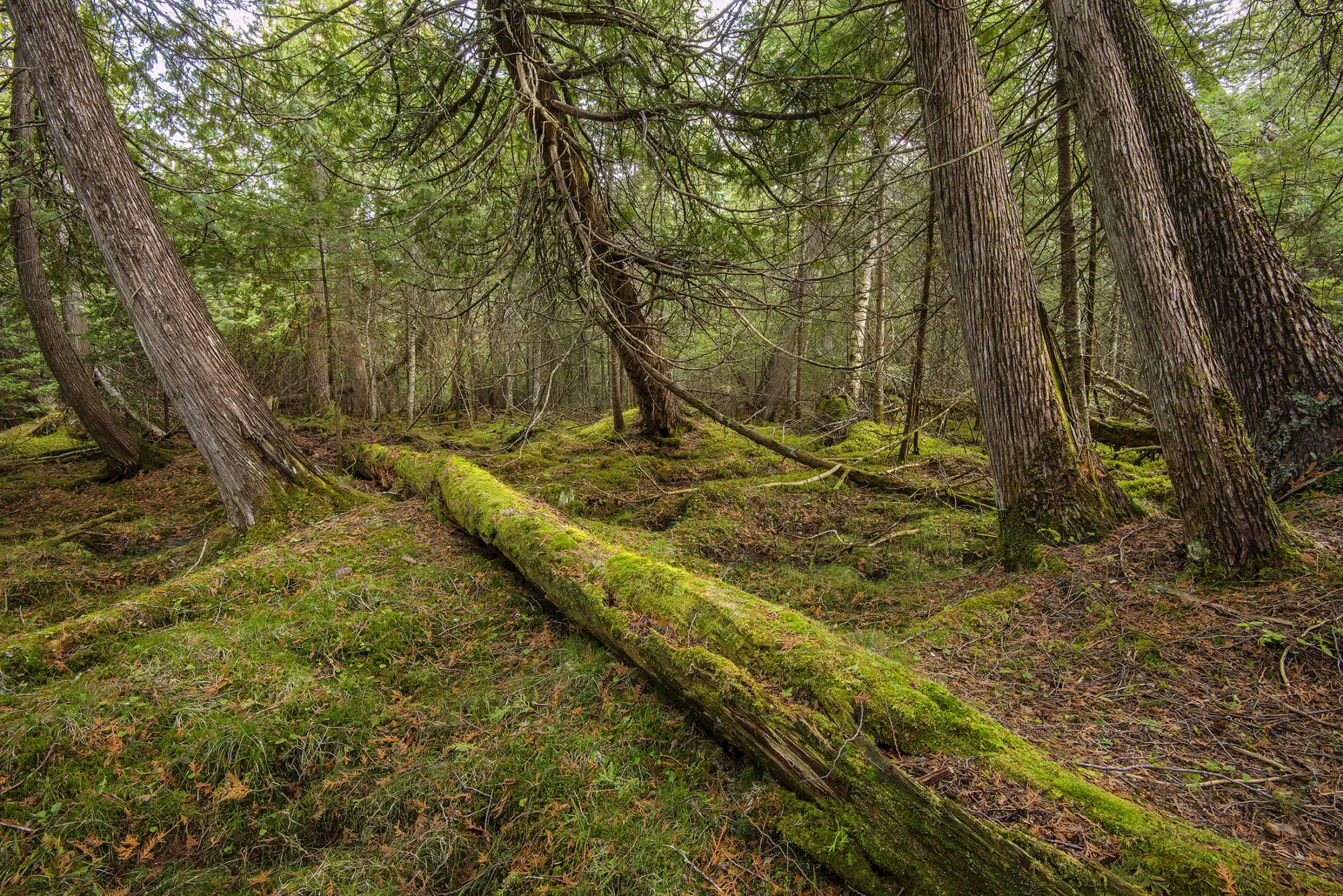 Superior National Forest, Minnesota.