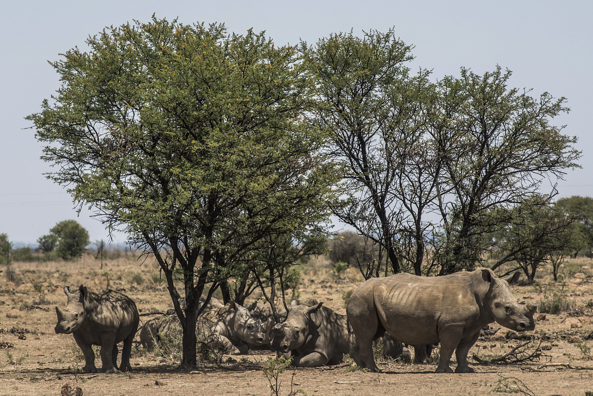 White rhinos shelter from the sun beneath a cluster of trees on a ranch belonging to John Hume in South Africa on Dec. 4, 2015.
