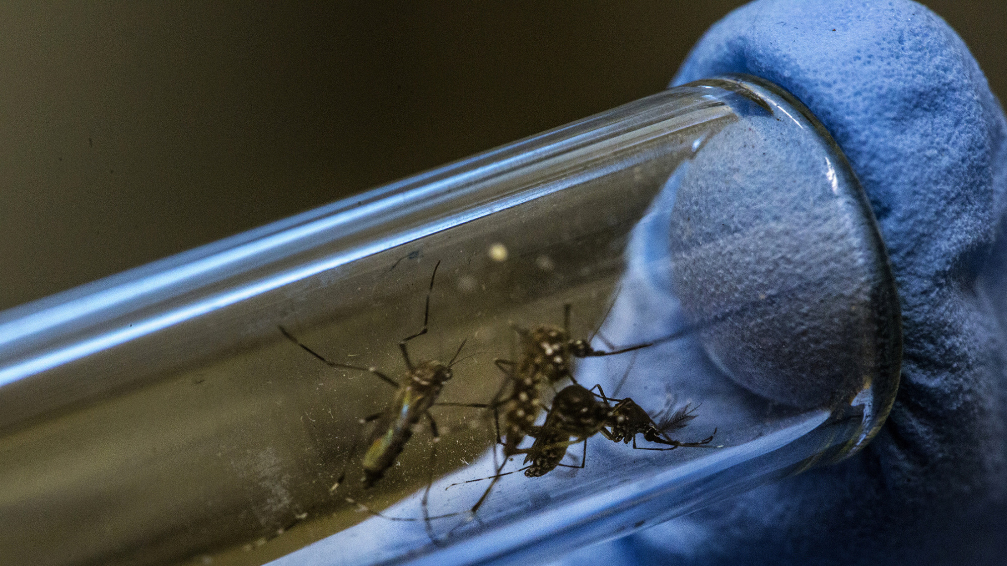 A lab technician displays Aedes aegypti mosquitoes infected with Wolbachia bacteria in a test tube for a photograph at the Oswaldo Cruz Foundation (Fiocruz) in Rio de Janeiro, Brazil, on Friday, Feb. 19, 2016. Supercharged mosquitoes could play a crucial part in fending off a large-scale global outbreak of the Zika virus as laboratories explore a method of releasing Wolbachia carrying mosquitoes back to nature. Wolbachia is a naturally occurring bacterium that researchers, funded by the Bill &amp; Melinda Gates Foundation, have found to block transmission of dengue and may also stop other mosquito-borne viruses.
