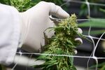 An employee inspects a flowering cannabis plant in a grow room at the Cilo Cybin Pharmaceutical Ltd. facility in Samrand, South Africa.