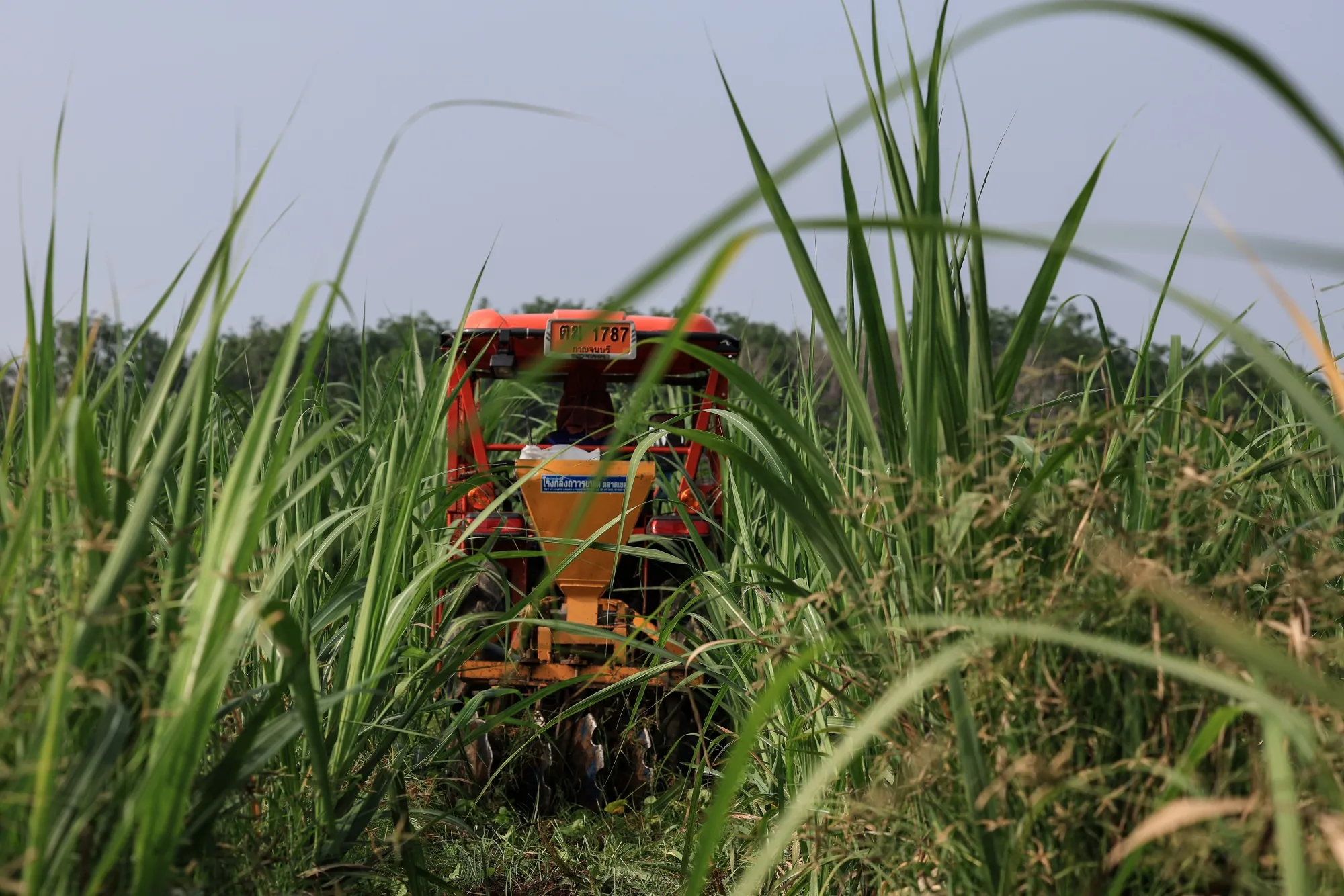 A sugar cane field in Nong Nok Kaeo, Thailand.