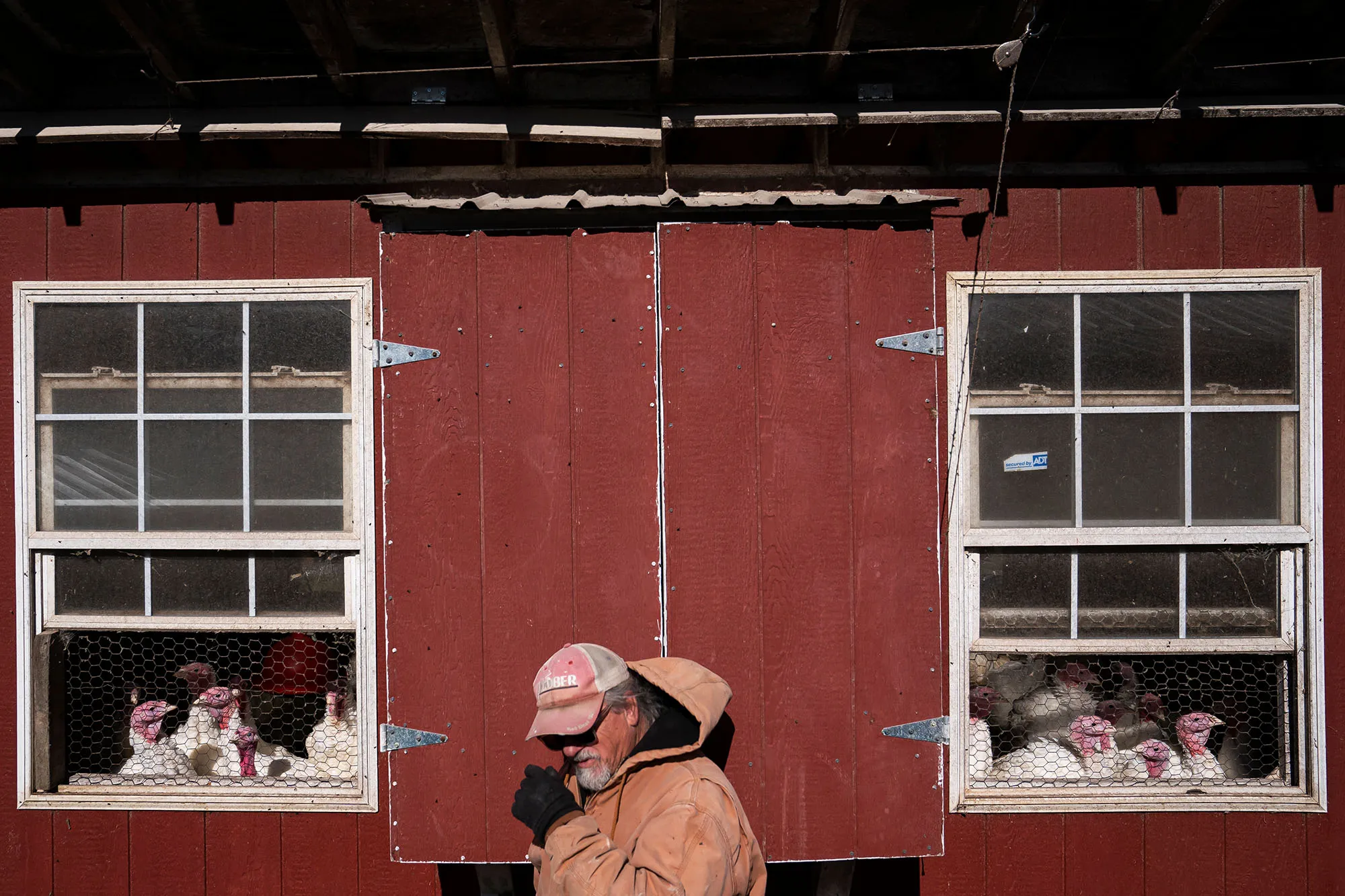 A farmer checks on his flock of turkeys,&nbsp;kept under shelter all year to prevent exposure to avian influenza, in&nbsp;Delaware, US, on Nov. 14