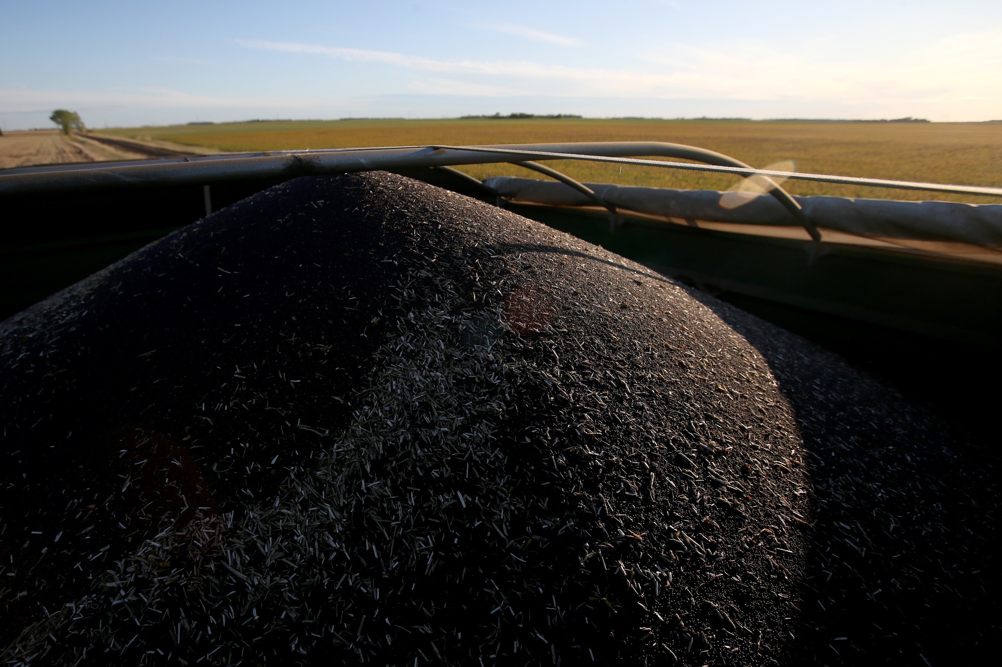Canola seeds sit in a grain cart on a farm in Manitoba, Canada.