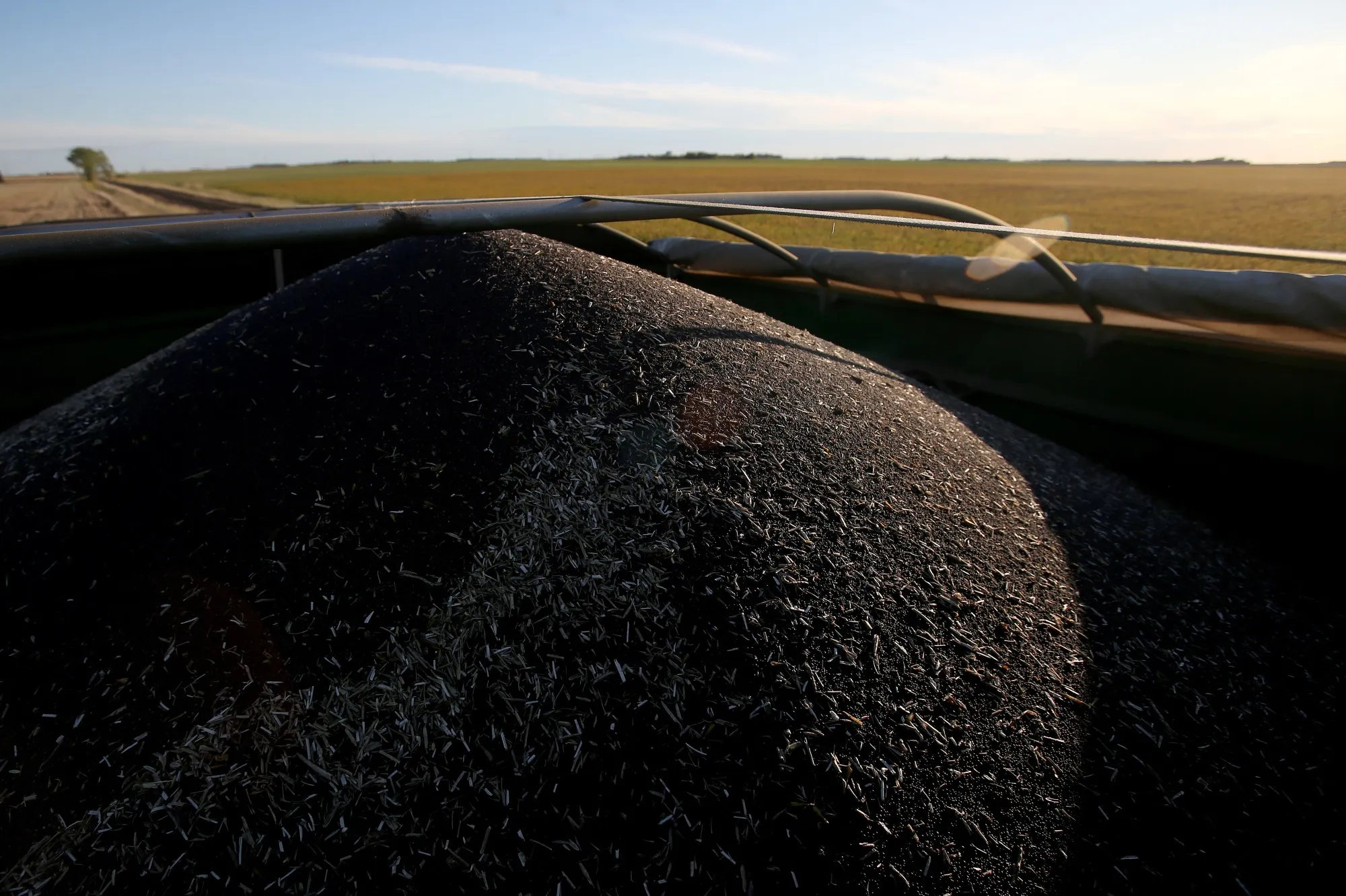 Canola seeds sit in a grain cart on a farm in Manitoba, Canada.