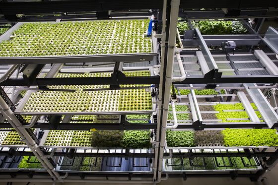 Uber CEO and Alphabet Invest in Urban Farming Startup