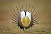 Environmentalists Don't Want the Sage Grouse to Be the Next Spotted Owl