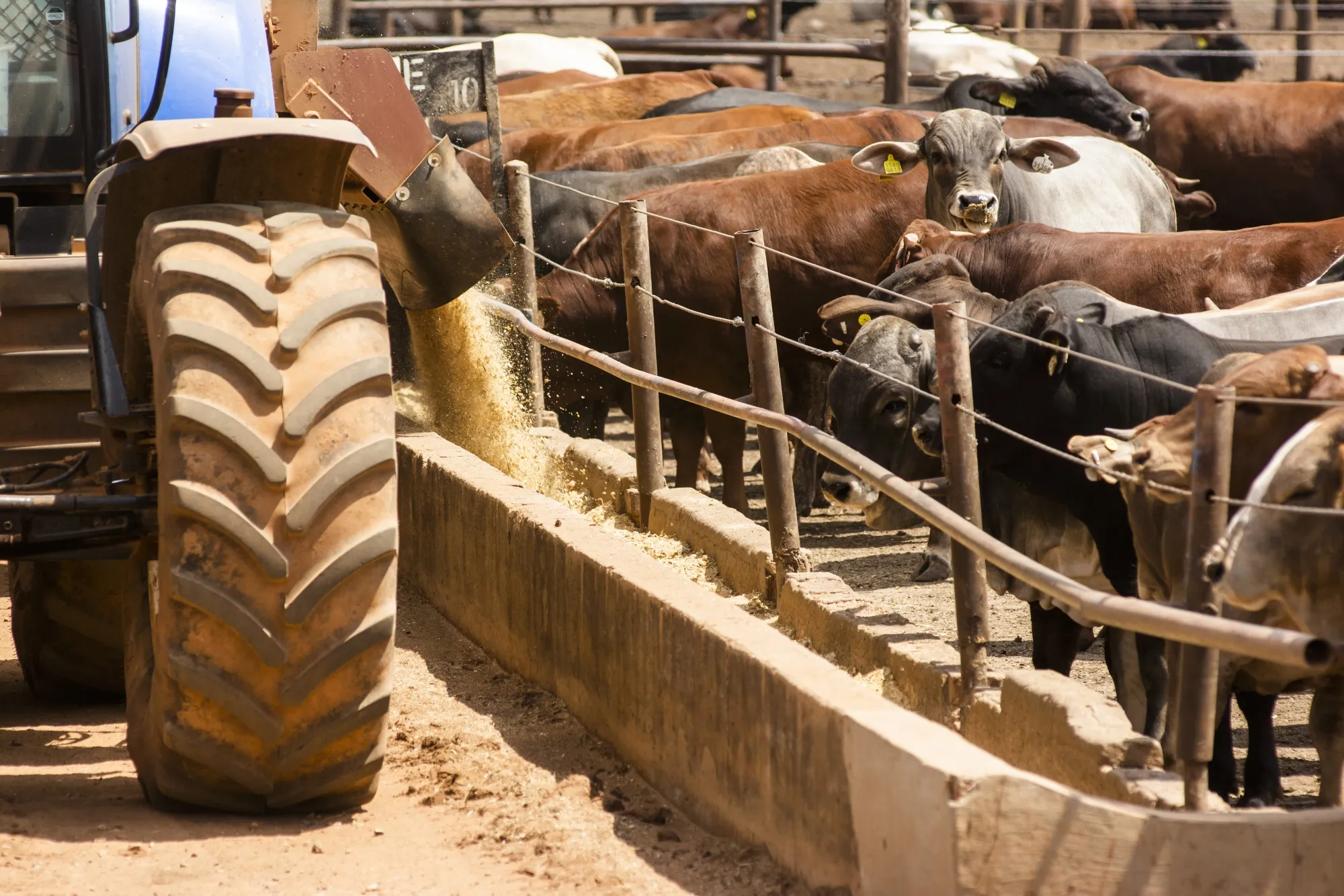 A cattle feedlot near Johannesburg, South Africs.
