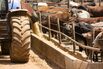 A cattle feedlot near Johannesburg, South Africs.