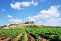 A vineyard in the Alentejo region of Portugal