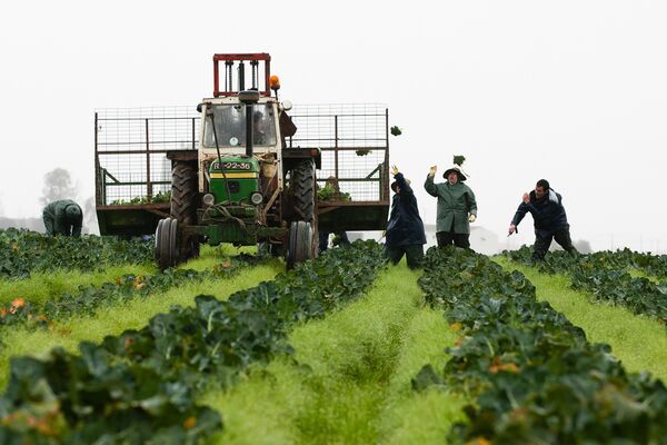 Commercial Vegetable Production At Monliz-Produtos Alimentares do Mondego e Liz SA Plant
