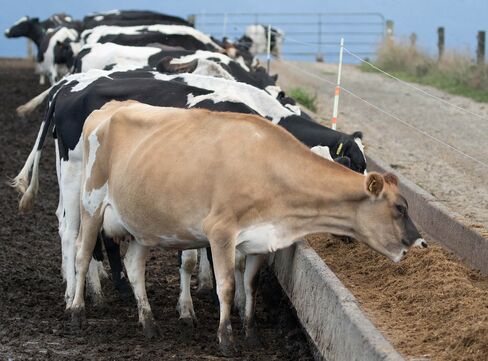 Operations At A Fonterra Cooperative Group Ltd. Supplying Dairy Farm Ahead Of Half-Year Results