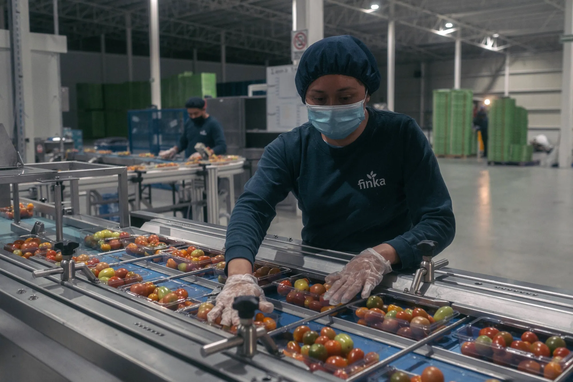A worker packs tomatoes at the Finka Ahuehuetes SAS greenhouse and packing facility in San Juan del Rio, Queretaro state, Mexico, on Wednesday, Sept. 28, 2022.&nbsp;