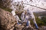 Thai Scientists Catch Bats to Trace Virus Origins